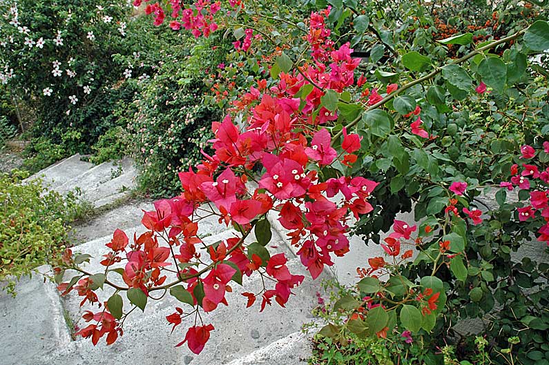 Dostavka Cvetov V Obninske Zakaz Cvetov I Buketov S Dostavkoj Po Obninsku Grand Flora